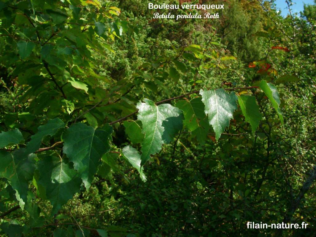 Feuille de Bouleau verruqueux - Betula pendula Linné - Fontenois-lès-Montbozon (Haute-Saône) Photographie Jean-Noël Latroyes - www.filain-nature.fr