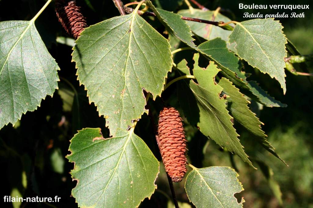 Feuille de Bouleau verruqueux - Betula pendula Linné - Fontenois-lès-Montbozon (Haute-Saône) Photographie Jean-Noël Latroyes - www.filain-nature.fr