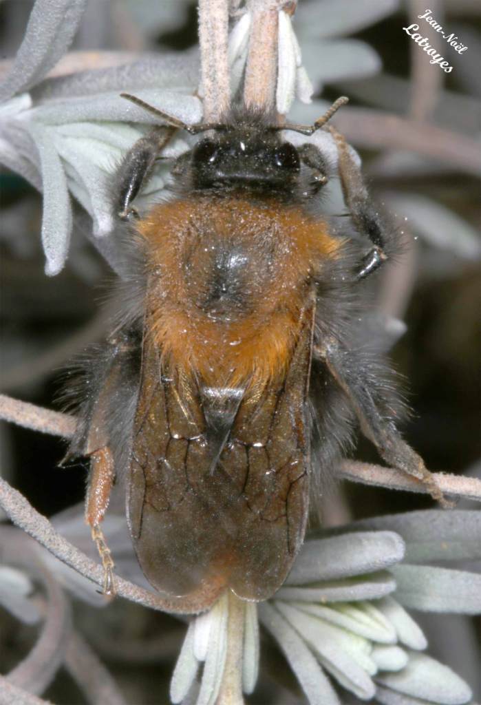 Vue dorsale du Bourdon #01 sur lavande - Filain (Haute-Saône) Photographie Jean-Noël Latroyes www.filain-nature.fr