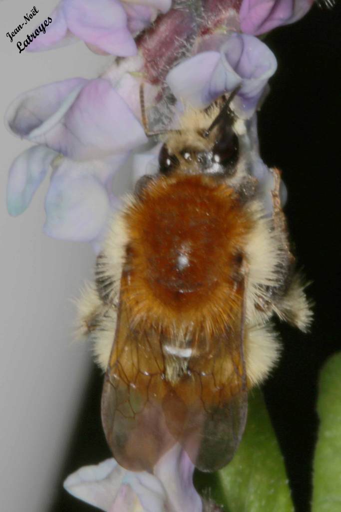 Bourdon #01 (vu de dos) sur muscari - Filain (Haute-Saône) Photographie Jean-Noël Latroyes www.filain-nature.fr