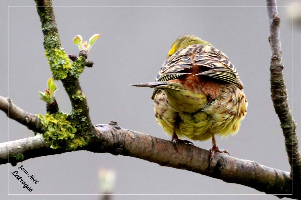 Bruant jaune posé - Emberiza citrinella - Photographie Jean-Noël Latroyes - Filain - Haute-Saône - www.filain-nature.fr