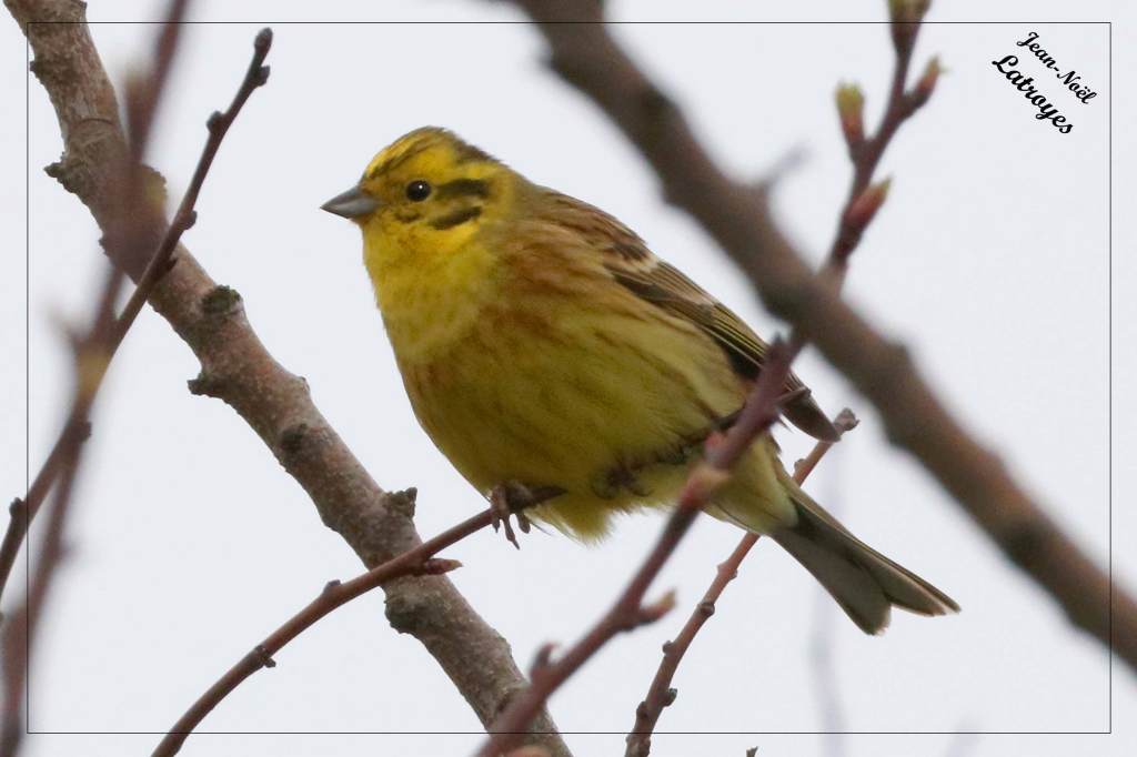Bruant jaune posé - Emberiza citrinella - Photographie Jean-Noël Latroyes - Filain - Haute-Saône - www.filain-nature.fr