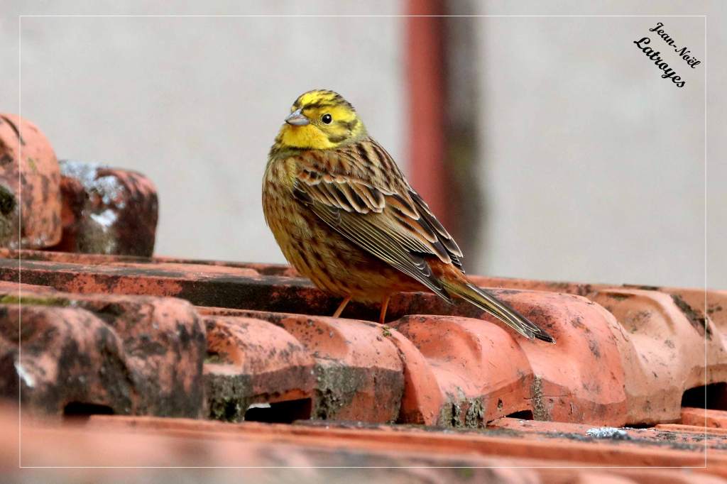 Bruant jaune posé - Emberiza citrinella - Photographie Jean-Noël Latroyes - Filain - Haute-Saône - www.filain-nature.fr