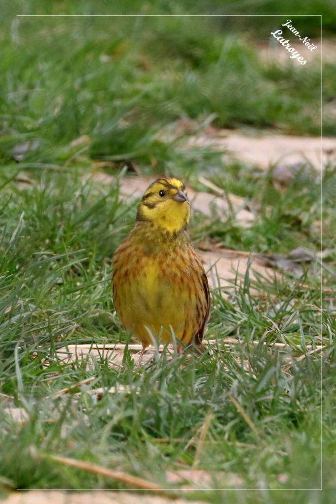 Bruant jaune posé au sol - Emberiza citrinella - Photographie Jean-Noël Latroyes - Filain - Haute-Saône - www.filain-nature.fr