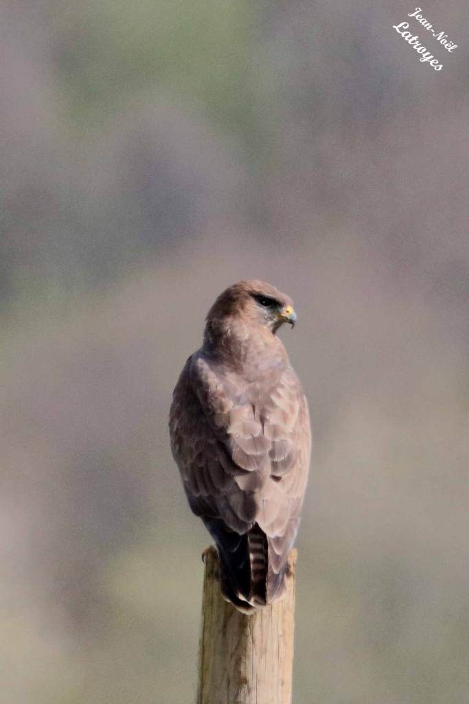 Buse variable posée - Buteo buteo - Photographie Jean-Noël Latroyes - Filain - Haute-Saône - www.filain -nature.fr