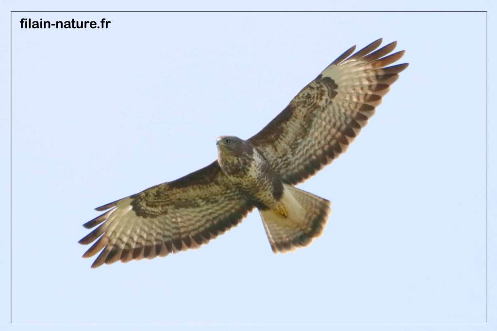Buse variable en vol - Buteo buteo - Photographie Jean-Noël Latroyes - Filain - Haute-Saône - www.filain -nature.fr