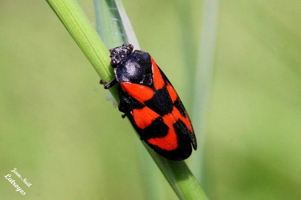 Cercopis vulnerata Rossi sur Urtica dioica (ortie) Filain Haute-Saône - 2007 Photographie Jean-Noël Latroyes www.filain-nature.fr