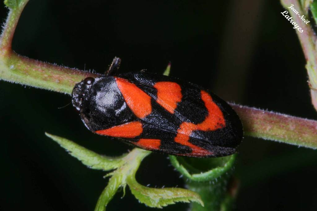 Cercopis vulnerata Rossi sur Urtica dioica (ortie) Filain Haute-Saône - 2007 Photographie Jean-Noël Latroyes www.filain-nature.fr
