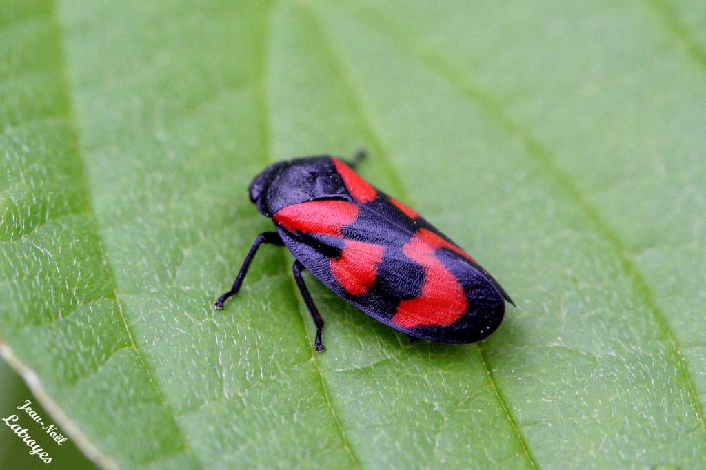 Cercopis vulnerata Rossi sur Urtica dioica (ortie) Filain Haute-Saône - 2007 Photographie Jean-Noël Latroyes www.filain-nature.fr