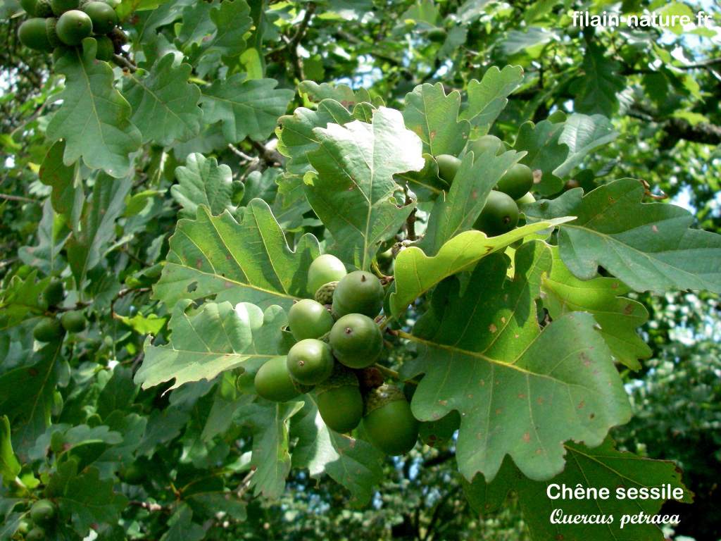 Feuilles et glands encore verts de Chêne sessile - Quercus petraea (Mattus.)
Filain (Haute-Saône)
Photographie Jean-Noël Latroyes - www.filain-nature.fr