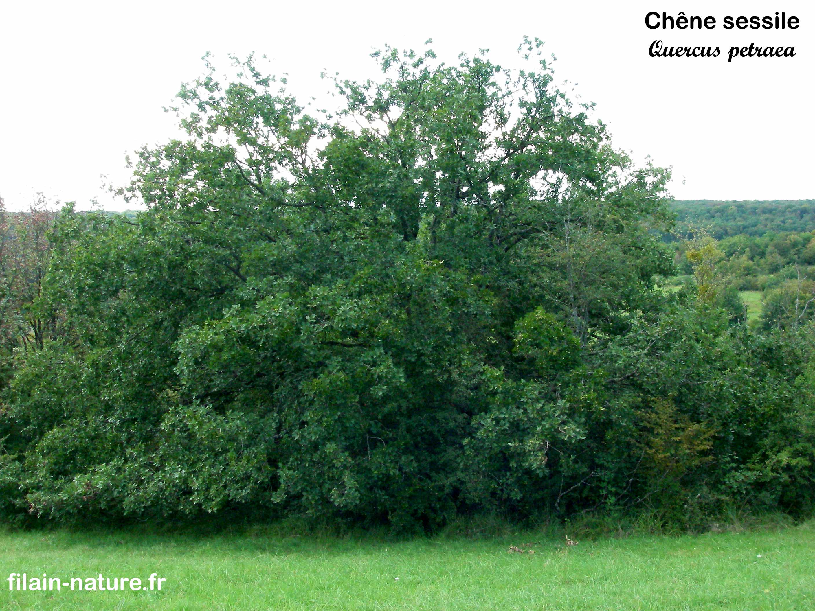 Chêne sessile Filainnature.fr — free download