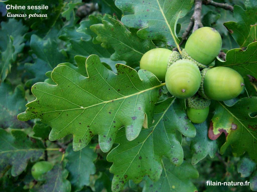 Feuilles et glands encore verts de Chêne sessile - Quercus petraea (Mattus.)
Filain (Haute-Saône)
Photographie Jean-Noël Latroyes