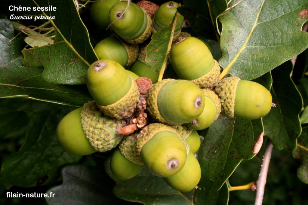 Glands de Chêne sessile - Quercus petraea (Mattus.) Filain (Haute-Saône)
Photographie Jean-Noël Latroyes www.filain-nature.fr