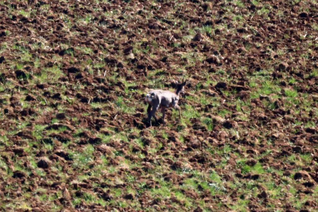 Chevreuil européen - Capreolus capreolus - Photographie Jean-Noël Latroyes - Filain - Haute-Saône - www.filain -nature.fr
