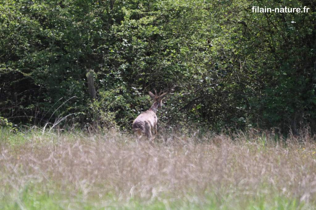 Chevreuil européen - Capreolus capreolus - Photographie Jean-Noël Latroyes - Filain - Haute-Saône - www.filain -nature.fr