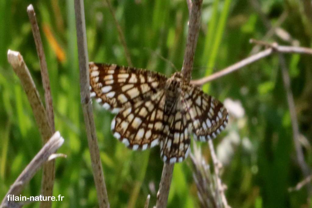 Le Géomètre à barreaux - le réseau - Chiasmia clathrata Linné  - ou Semiothisa clathrata Linné - Photographie Jean-Noël Latroyes - hétérocère diurne - www.filain-nature.fr