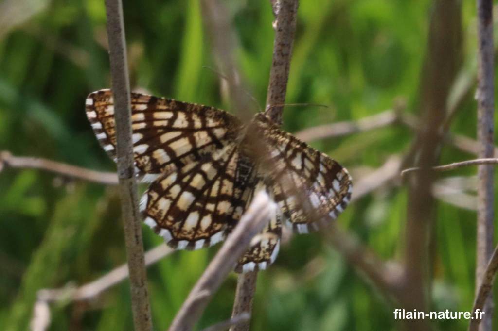 Le Géomètre à barreaux - le réseau - Chiasmia clathrata Linné  - ou Semiothisa clathrata Linné - Photographie Jean-Noël Latroyes - hétérocère diurne - www.filain-nature.fr