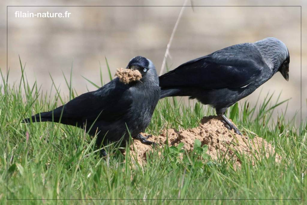 Choucas des tours - Coloeus monedula - prélevant de la terre dans une taupinière pour consolider leur nid ?- Photographie Jean-Noël Latroyes - www.filain-nature.fr