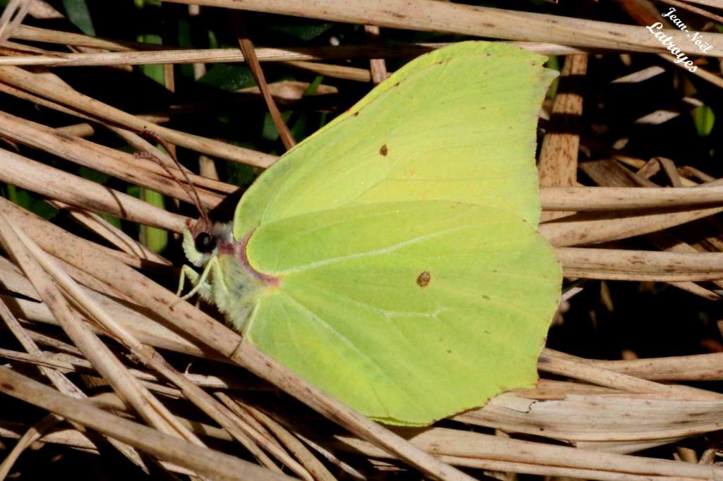 Papillon "le Citron" - Gonopteryx rhamni Linné -  Filain (Haute-Saône) Mars  2021 Photographie Jean-Noël Latroyes - www.filain-nature.fr