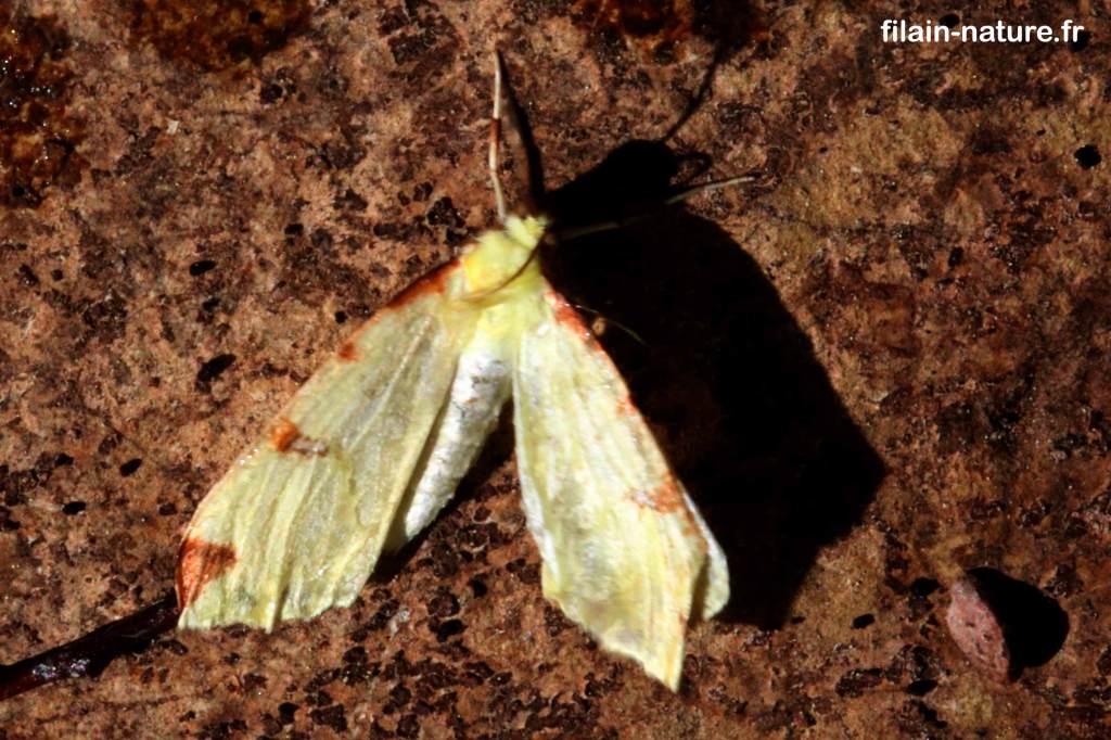 Citronnelle rouillée - phalène de l'alisier - papillon hétérocère  Opisthograptis luteolata Linné - photographie Jean-Noël Latroyes - Filain - Haute-Saône - www.filain-nature.fr