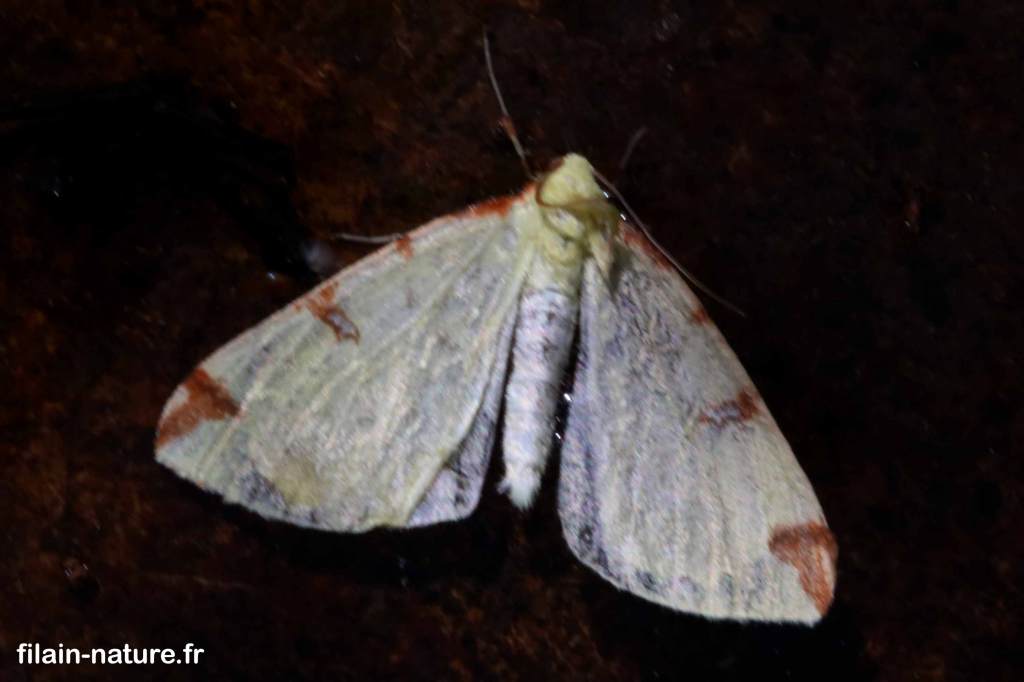 Citronnelle rouillée - phalène de l'alisier - papillon hétérocère  Opisthograptis luteolata Linné - mai 2022 - trouvé flottante à la surface d'une flaque d'eau - photographie Jean-Noël Latroyes - Filain - Haute-Saône - www.filain-nature.fr