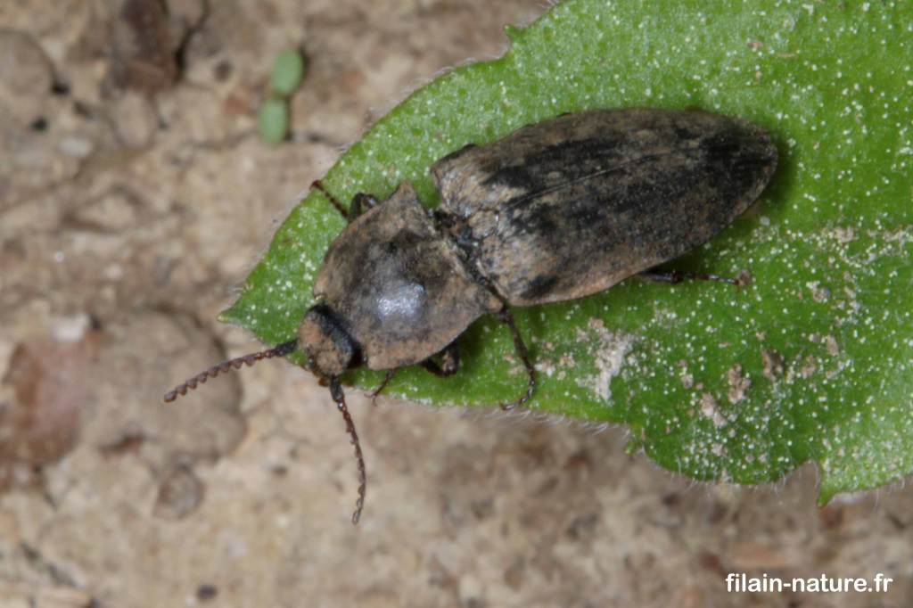 Taupin Agrypnus murinus Linné sur Urtica dioica (ortie) Forêt de Filain (Haute-Saône) - Avril 2022
 Photographie Jean-Noël Latroyes - www.filain-nature.fr