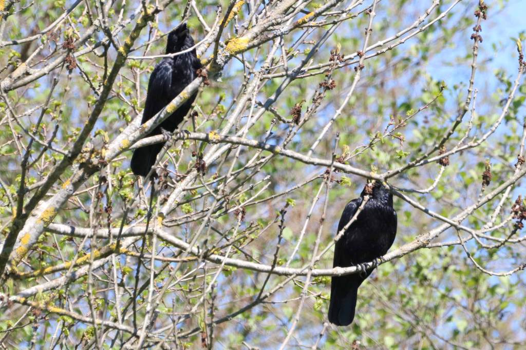 Corneille noire Corvus corone Filain Haute-Saône Photographie Jean-Noël Latroyes www.filain-nature.fr