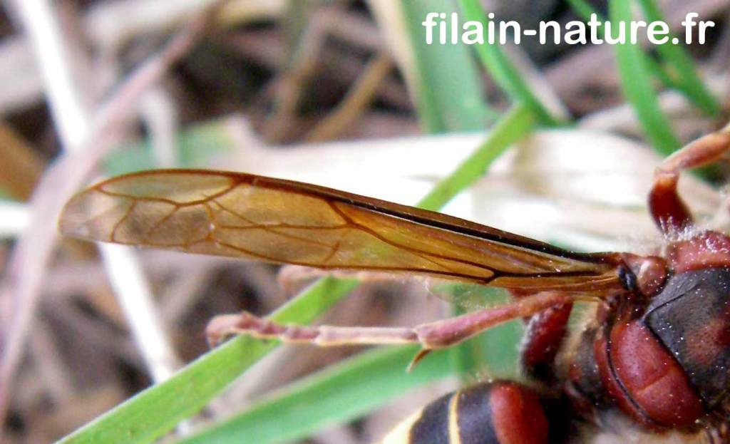 Détail aile de Frelon Vespa crabro Linné Filain Haute-Saône photographie Jean-Noël Latroyes www.filain-nature.fr