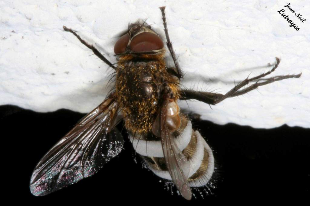 Diptère à l'abdomen noir et blanc - Filain (Haute-Saône) - Photographie Jean-Noël Latroyes - www.filain-nature.fr