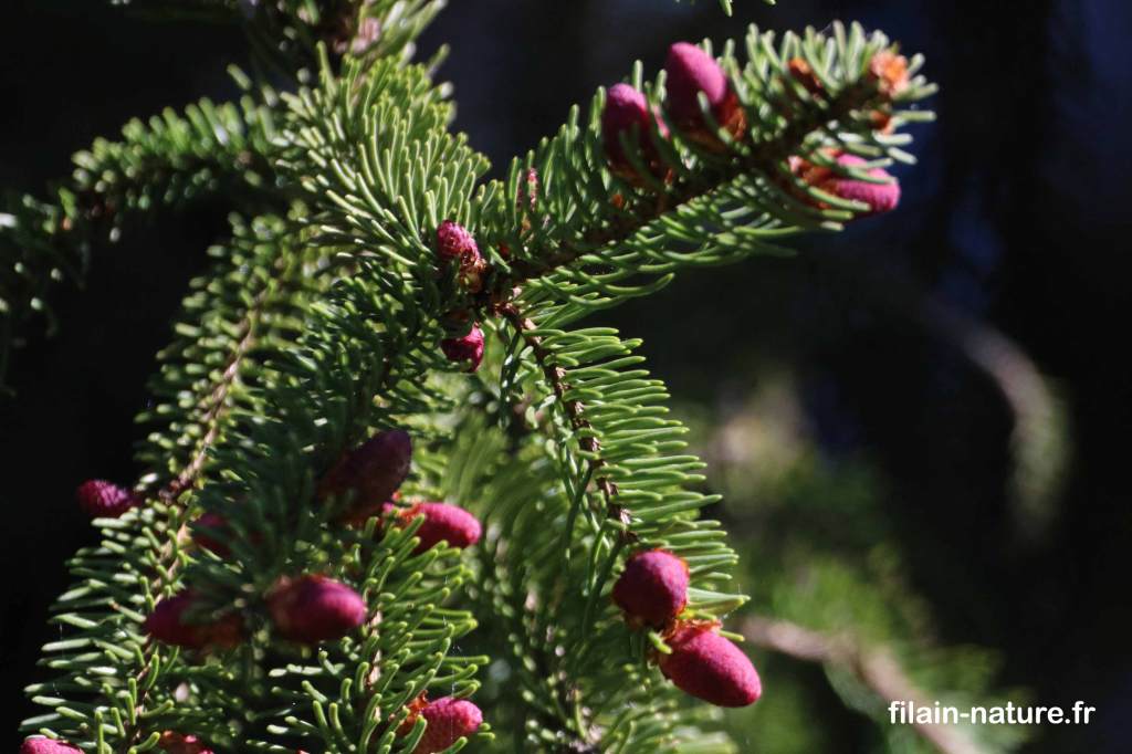 Épicéa commun - Picea abies (Linné) - Forêt de Filain (Haute-Saône) Photographie Jean-Noël Latroyes www.filain-nature.fr