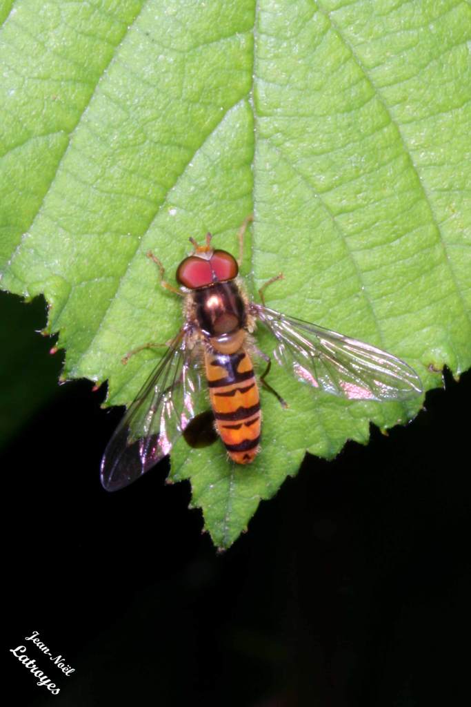 Epysyrphus baltheatus Degeer Filain Haute-Saône sur ortie Photographie Jean-Noël Latroyes www.filain-nature.fr