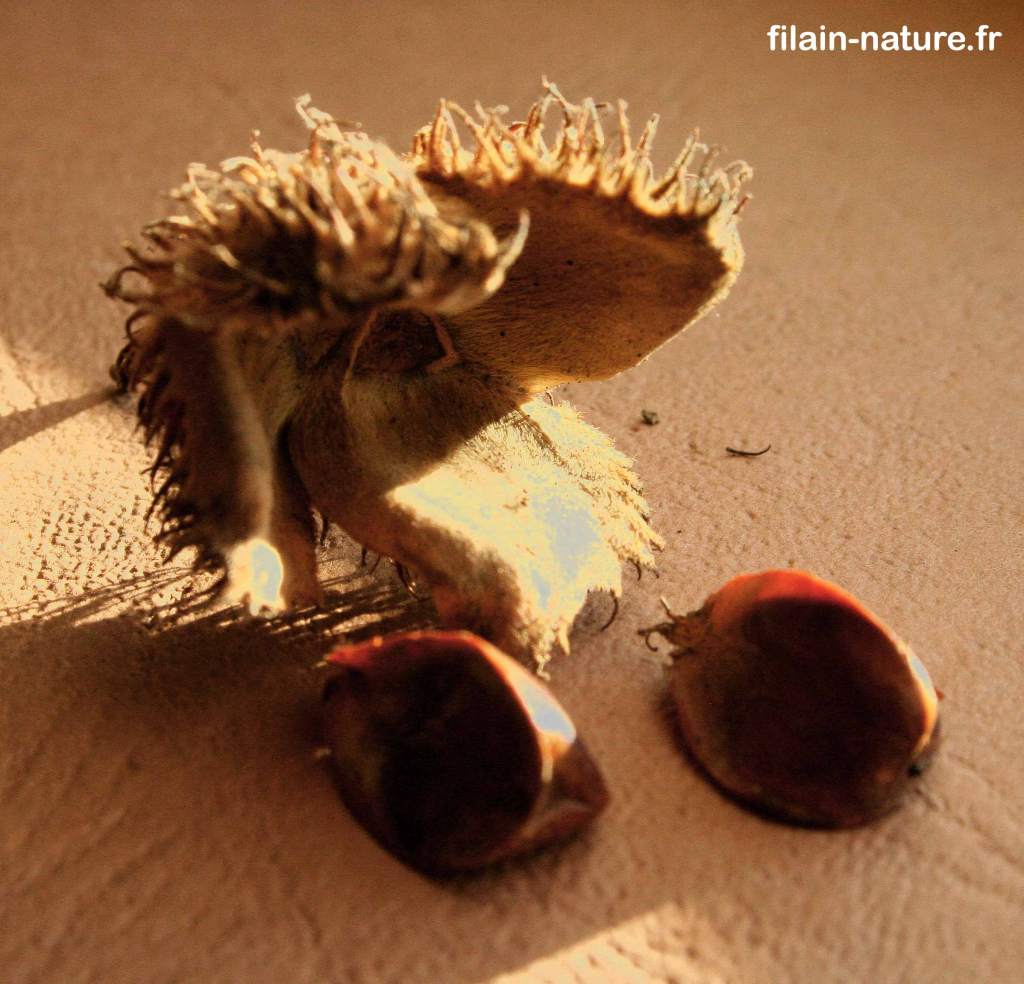 Arbre Hêtre Fagus sylvatica faines photographie Jean-Noël Latroyes Filain Haute-Saône www.filain-nature.fr