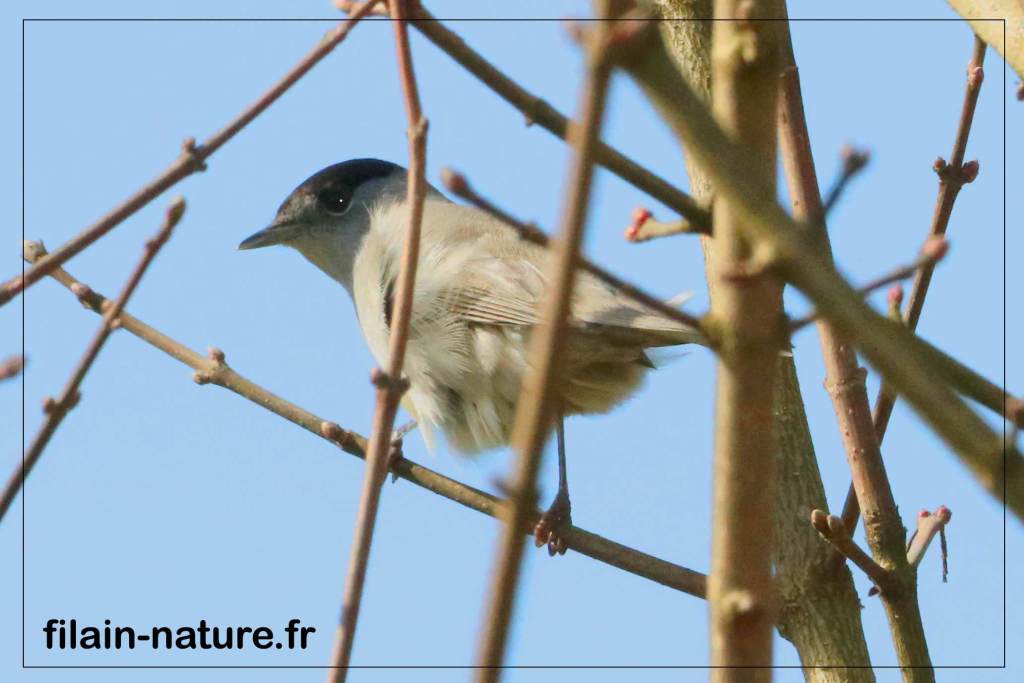 Fauvette à tête noire mâle - Sylvia atrica - Filain - Haute-Saône - Photographie Jean-Noël Latroyes - www.filain-nature.fr