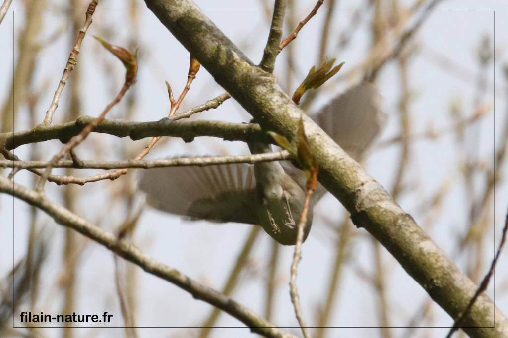 Envol de Fauvette à tête noire mâle - Sylvia atrica - Sorans-lès-Cordiers - Haute-Saône - Photographie Jean-Noël Latroyes - www.filain-nature.fr