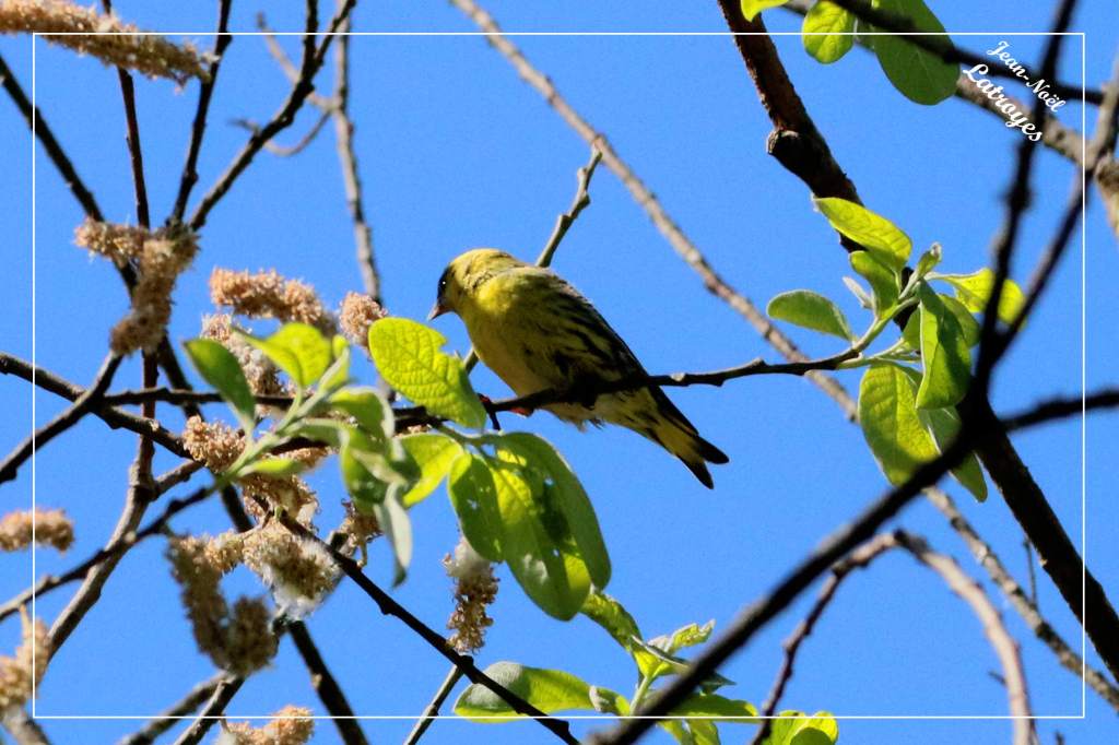 Tarin-des-aulnes femelle Carduelis spinus Dampierre/Linotte Haute-Saône Photographie Jean-Noël Latroyes www.filain-nature.fr