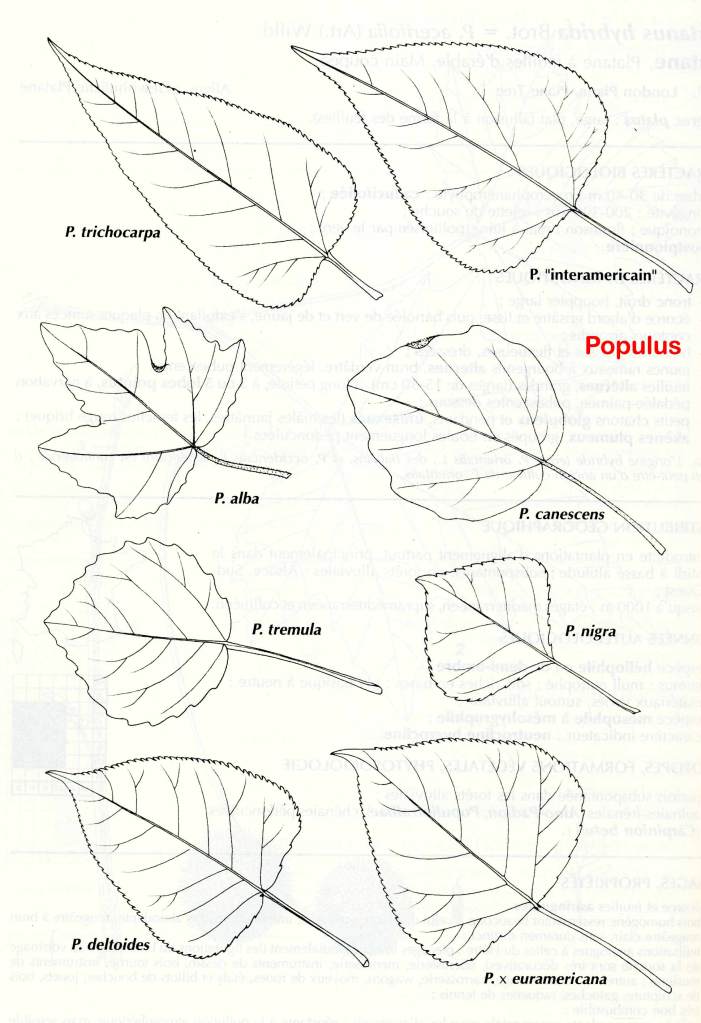 Différentes feuilles de peupliers www.filain-nature.fr
