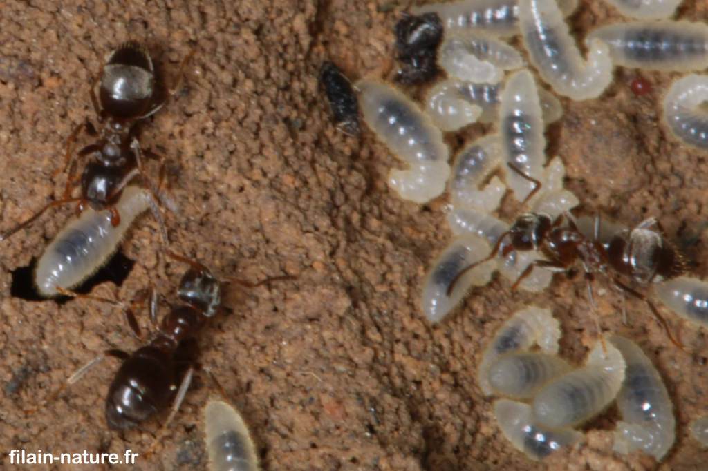 Fourmi œufs photographie Jean-Noël Latroyes forêt de Filain Haute-Saône www.filain-nature.fr