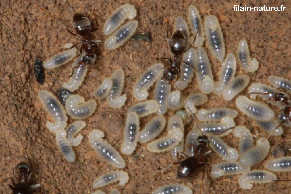 Fourmi œufs photographie Jean-Noël Latroyes forêt de Filain Haute-Saône www.filain-nature.fr
