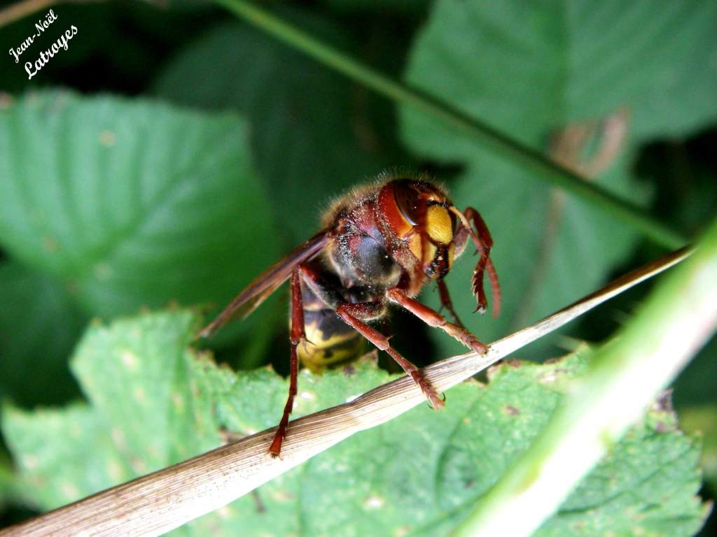 Le Frelon Vespa crabro Linné Filain Haute-Saône photographie Jean-Noël Latroyes www.filain-nature.fr