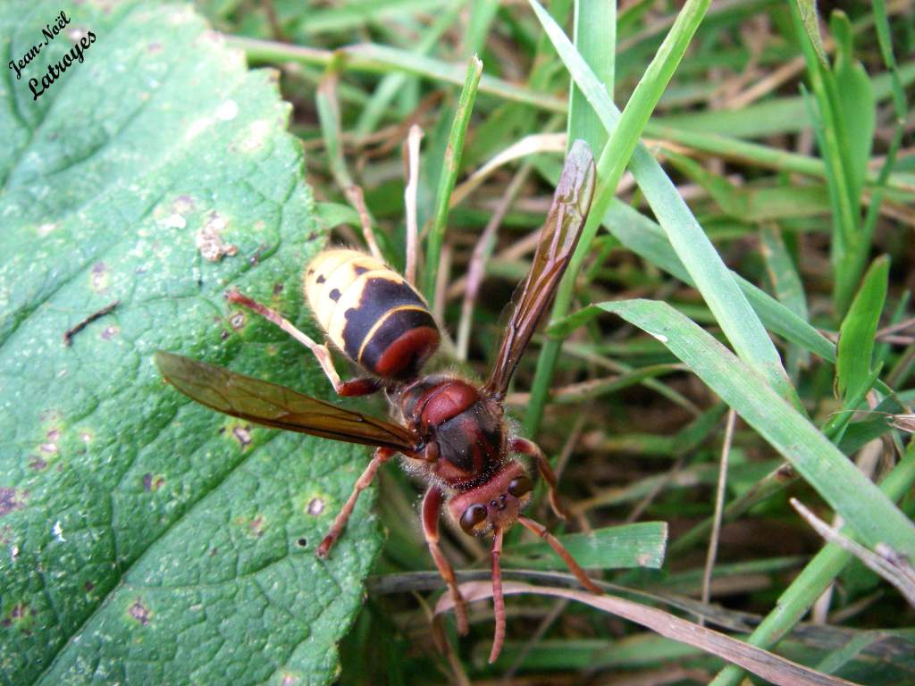 Le Frelon Vespa crabro Linné Filain Haute-Saône photographie Jean-Noël Latroyes www.filain-nature.fr