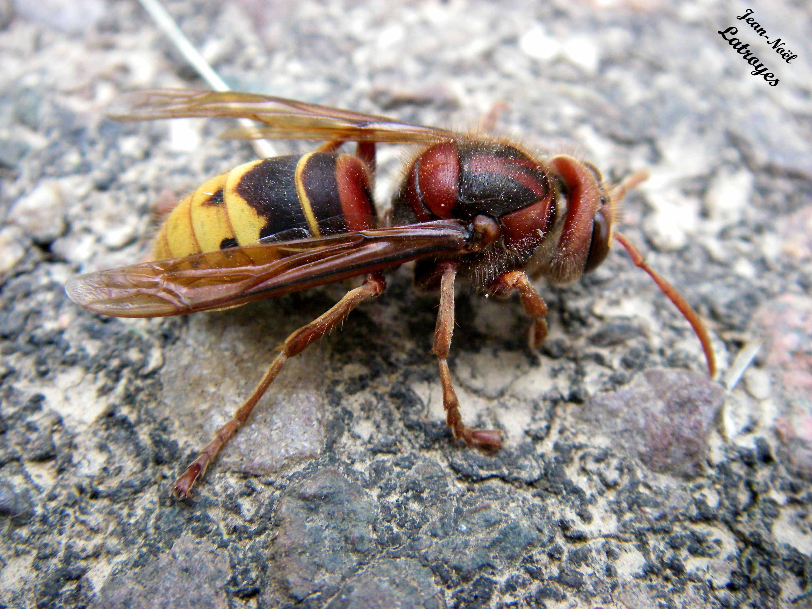 Frelon européen Filainnature.fr — free download