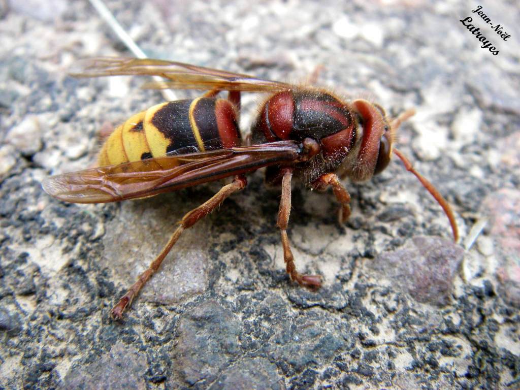Le Frelon Vespa crabro Linné Filain Haute-Saône photographie Jean-Noël Latroyes www.filain-nature.fr