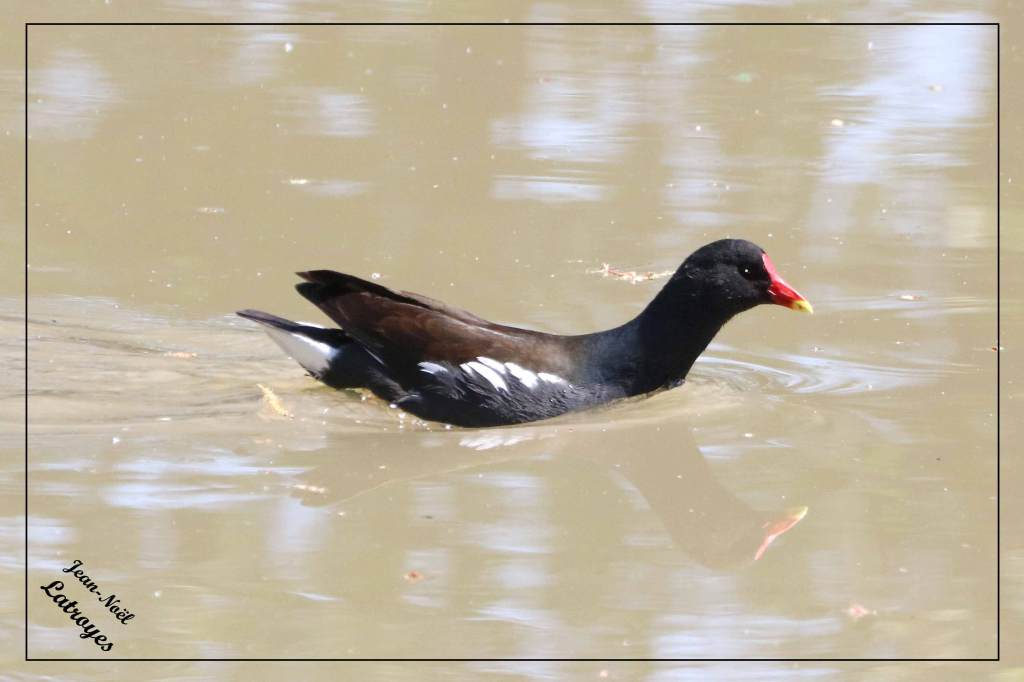 Nage Poule d'eau Gallinule Gallinula chloropus sur l'Ognon à Montbozon Photographie Jean-Noël Latroyes www.filain-nature.fr