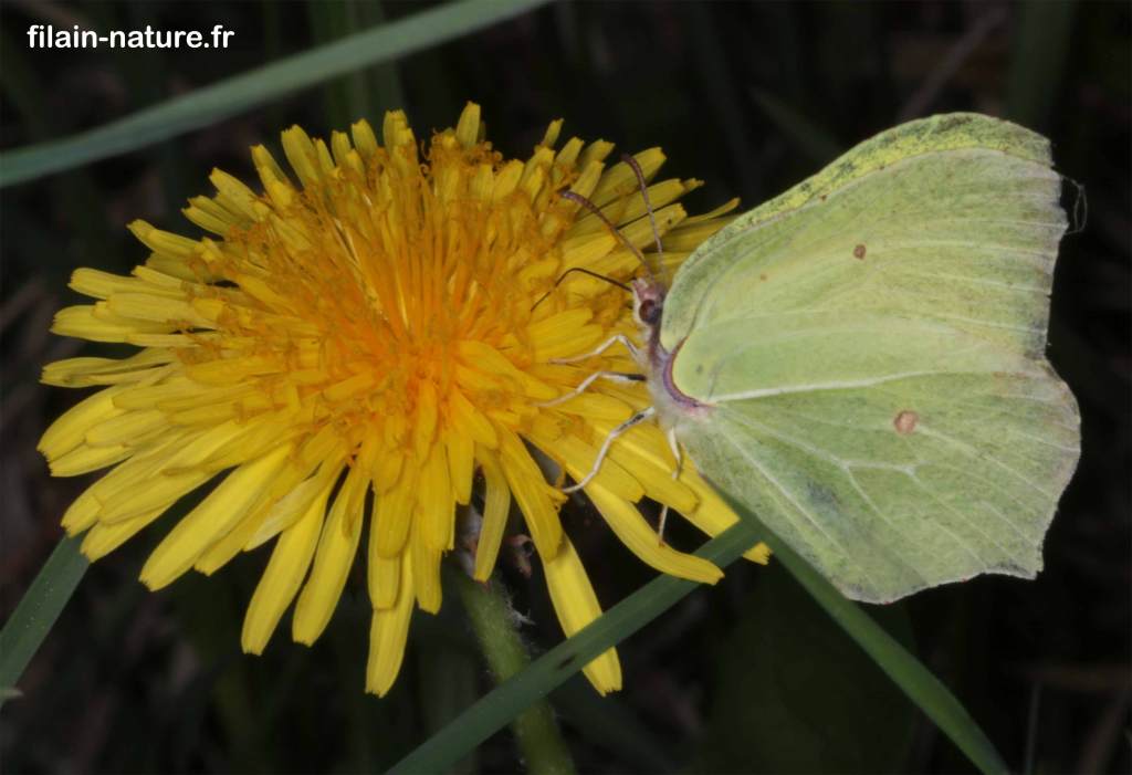 Papillon "le Citron" - Gonopteryx rhamni Linné - sur Pissenlit -  Filain (Haute-Saône) -  Avril  2021 Photographie Jean-Noël Latroyes  - www.filain-nature.fr
