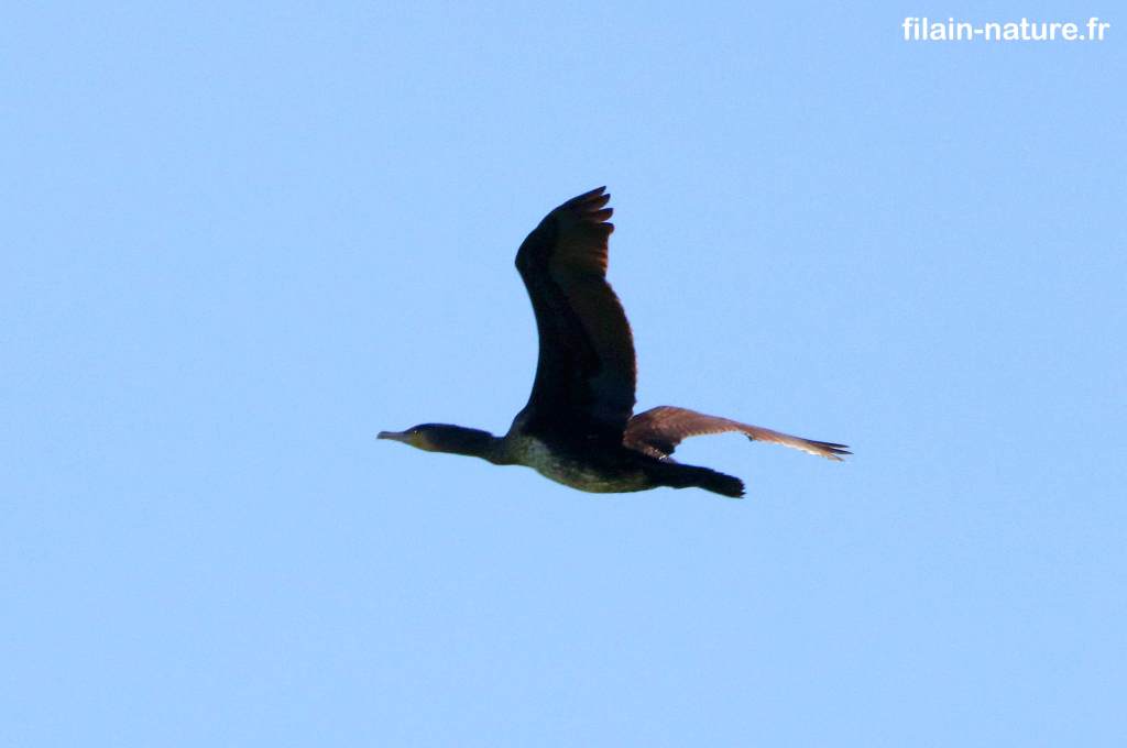 Grand cormoran en vol - Phalacrocorax carbo - Montbozon (Haute-Saône) - mai 2022 - Photographie Jean-Noël Latroyes - www.filain-nature.fr