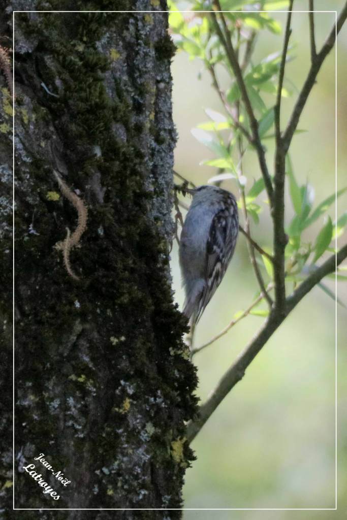 Grimpereau des bois (Certhia familiaris)
Bois de Filain Haute-Saône Photographie Jean-Noël Latroyes www.filain-nature.fr