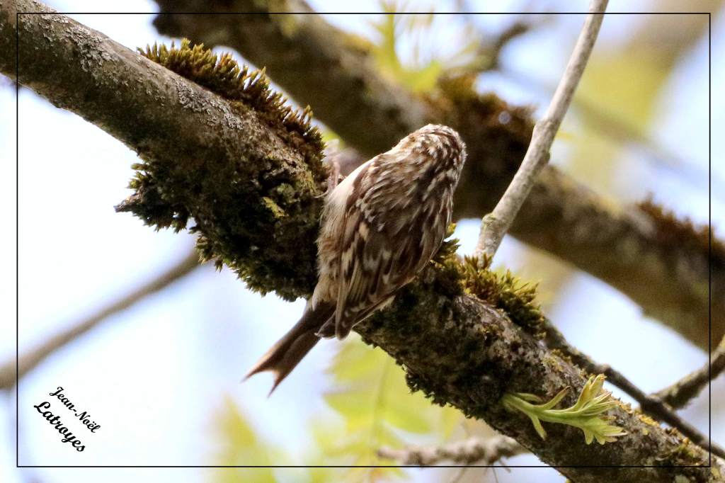 Grimpereau des bois - Certhia familiaris - Filain (Haute-Saône) - 26 avril 2022 - Photographie Jean-Noël Latroyes