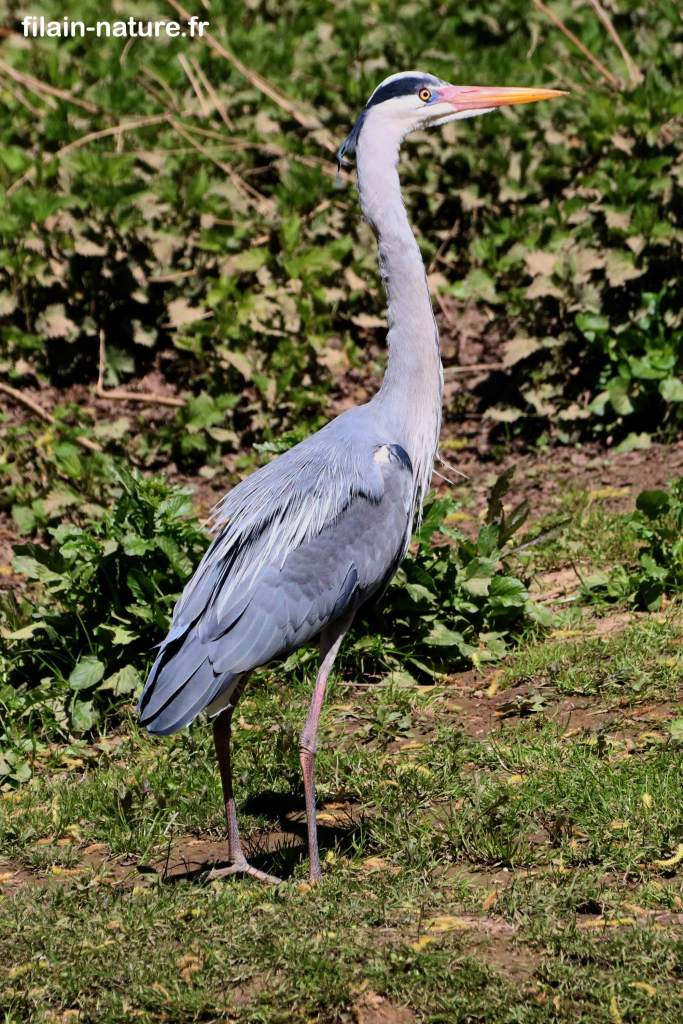 Héron cendré - Ardea cinerea - Montbozon  (Haute-Saône) - Photographie Jean-Noël Latroyes - www.filain-nature.fr