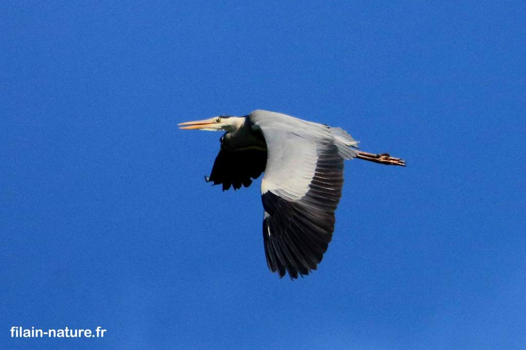 Héron cendré - Ardea cinerea - Dampierre/Linotte (Haute-Saône) - Photographie Jean-Noël Latroyes - www.filain-nature.fr
