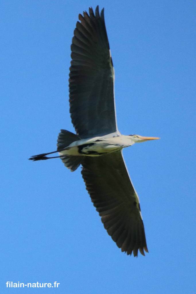 Héron cendré - Ardea cinerea - Dampierre/Linotte (Haute-Saône) - Photographie Jean-Noël Latroyes - www.filain-nature.fr